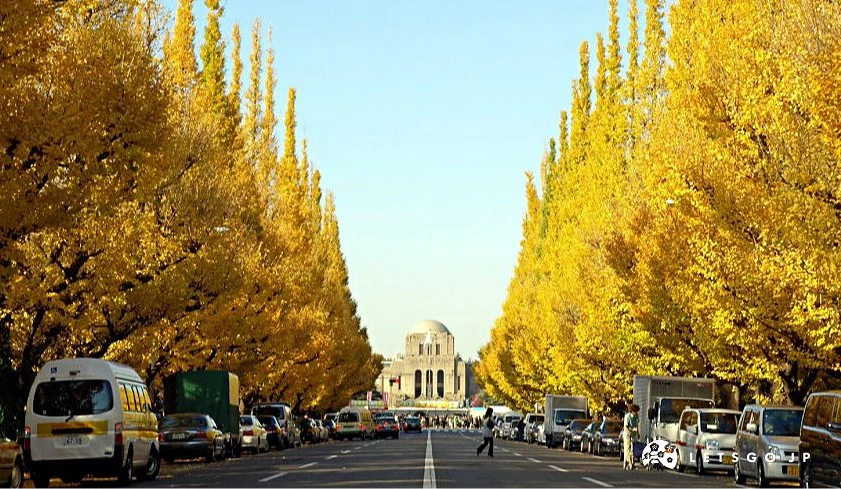 明治神宫外苑的银杏