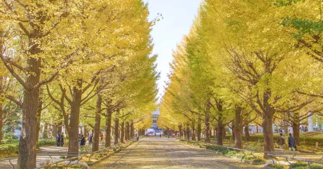 2025东京银杏景点、观赏时间地图:银杏大道、景点13选+一日游行程