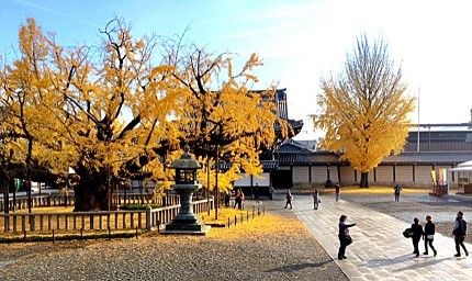 日本秋季自由行推薦必訪銀杏景點關西京都西本願寺