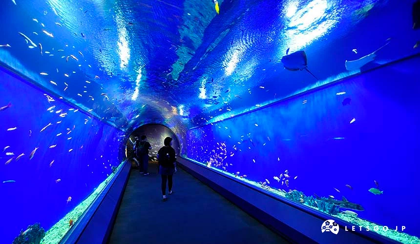 館內以模擬太平洋的巨大水槽為中心,共有 14 個展示水槽