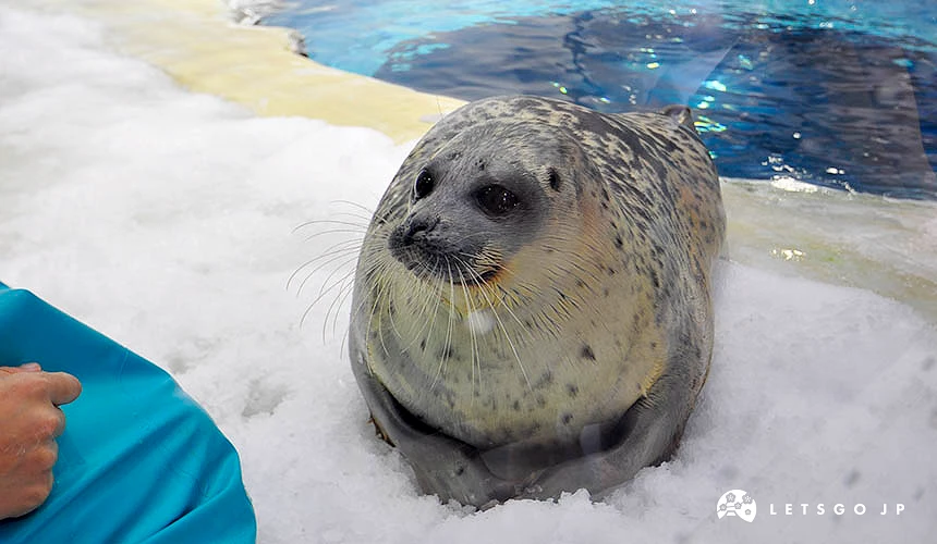 環斑海豹眼睛很大,可愛無辜