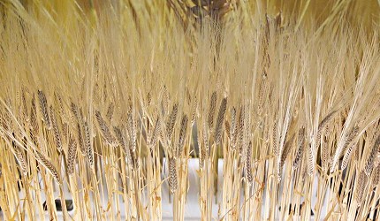 日本啤酒品牌SUNTORY三得利(サントリー)注入生啤酒「The Premium Malt’s」(ザ・プレミアム・モルツ)使用捷克與其周邊國家的「鑽石麥芽」(ダイヤモンド麦芽)