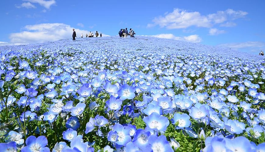 粉藍色的粉蝶花花海