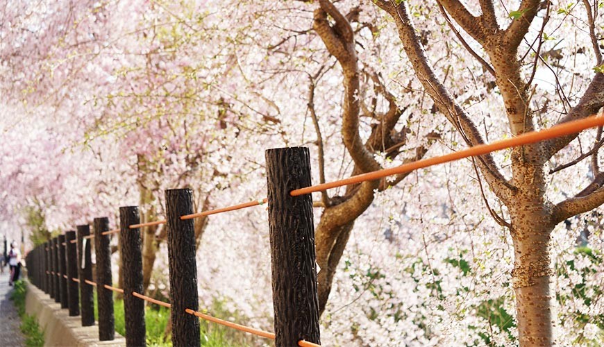 《2019日本櫻花預測最前線:賞櫻開花日、滿開日總整理》文章形象圖