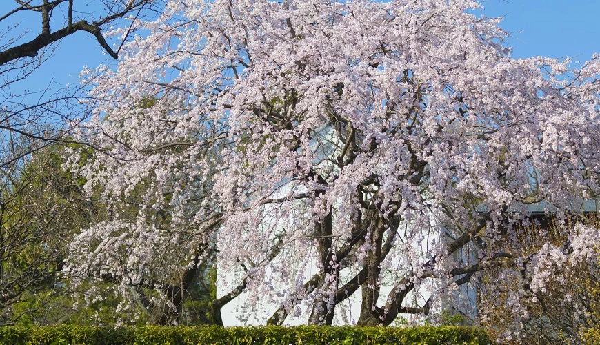 盛開的櫻花樹後面有白色雕像