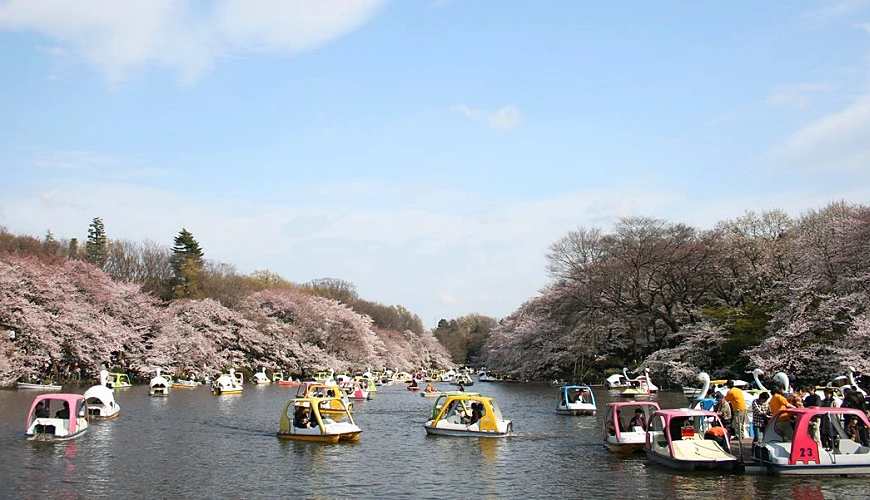 井之頭公園中湖邊盛開櫻花,湖上有行駛中的天鵝船