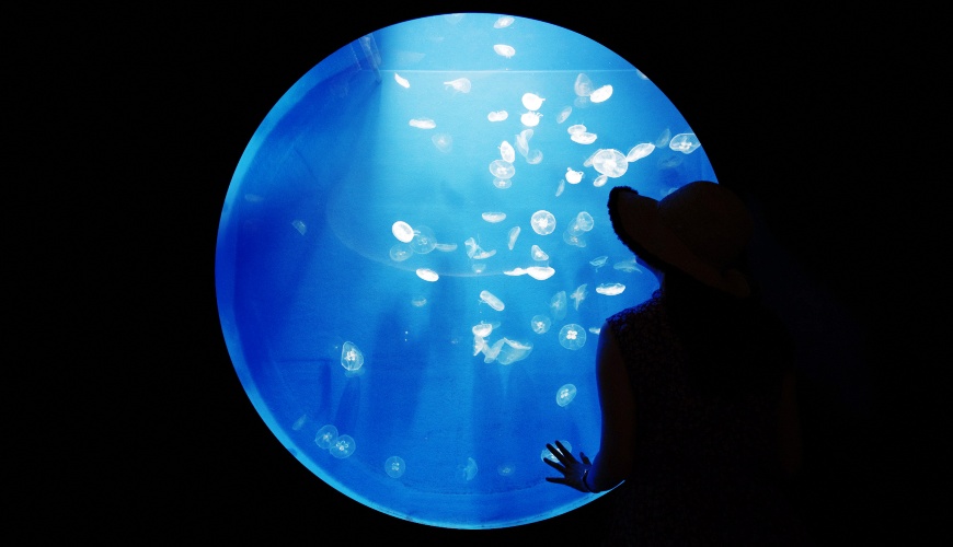 親子旅遊必去推薦四國水族館超另類騎乘海豚好刺激學校泳池養大魟魚的四國最大級海中公園的足摺海洋館SATOUMI的水母區