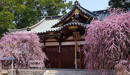 大阪自由行近郊一日游行程推荐推介天王寺10分钟直达松原市大阪知名赏梅名所屯仓神社