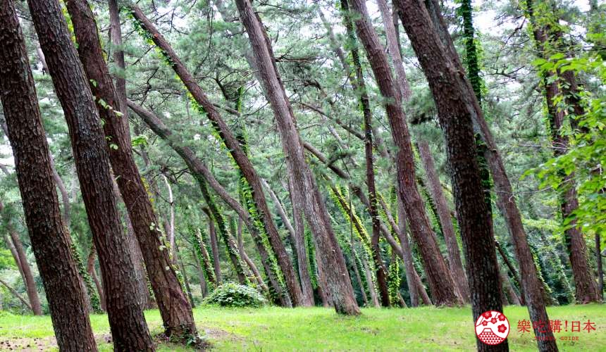 秋田必去療癒行程推薦推介白神山地櫸木林風之松原的樹傾向一邊
