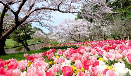 日本靜岡親子旅遊自由行必去景點推薦推介吉卜力夢幻森林空軍基地航空濱松花卉公園玫瑰庭園