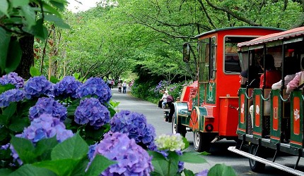 日本靜岡親子旅遊自由行必去景點推薦推介吉卜力夢幻森林空軍基地航空濱松花卉公園繡球花庭園