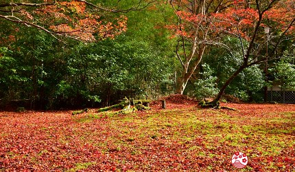 島根旅遊賞楓景點推薦推介女子遊必去出雲泡美肌溫泉催姻緣必吃島根和牛介紹鱷淵寺紅葉地毯