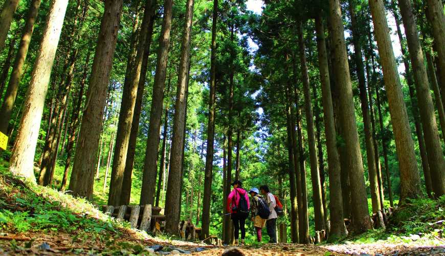 岛根景点推荐推介自驾游行程租车自由行绝景旅游附餐住宿岛根小轻井泽森之旅馆MORINOSU近郊森林浴