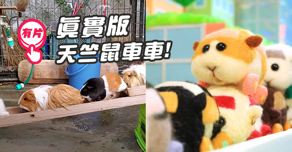 有片 真实版 天竺鼠车车 直击日本动物园的天竺鼠有多萌 乐吃购日本