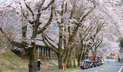 岛根景点推荐推介自驾游行程租车自由行绝景旅游潮站前粉色樱花路