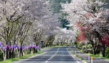 岛根景点推荐推介自驾游行程租车自由行绝景旅游潮站前粉色樱花隧道