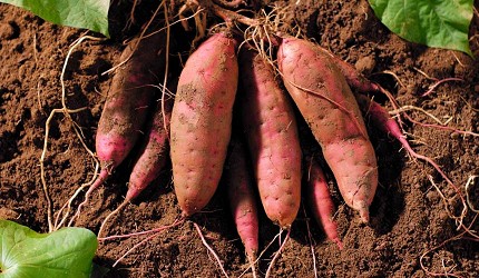 日本蕃薯華御結即食超甜蕃薯微波爐焗爐燴蕃薯農場收成