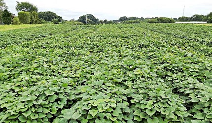 日本蕃薯華御結即食超甜蕃薯微波爐焗爐燴蕃薯農場