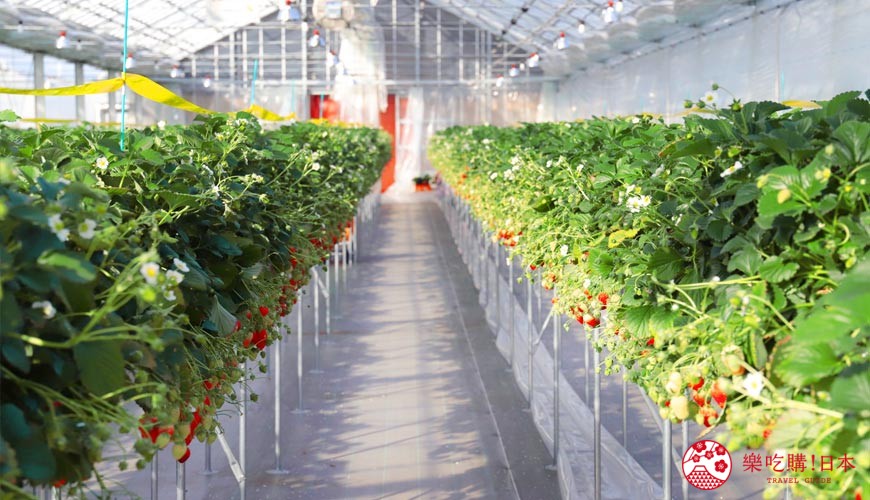 日本東北自由行宮城岩手景點推薦JR FRUITS PARK 仙台荒濱