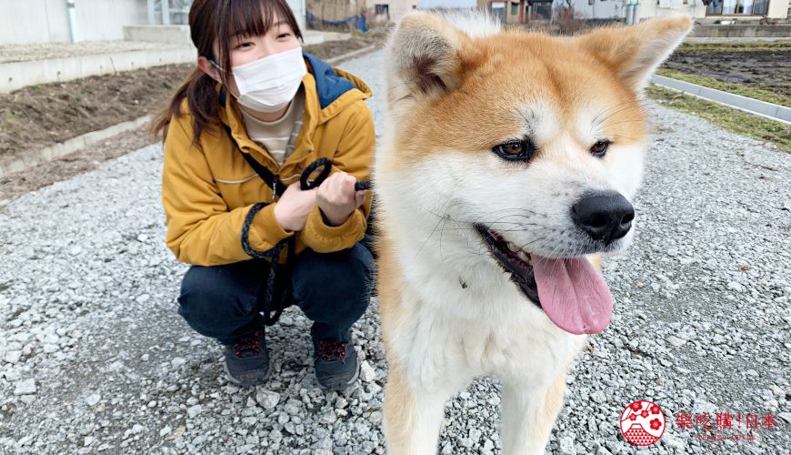 秋田縣白神地區推薦自由行必吃必食推介秋田犬體驗活動