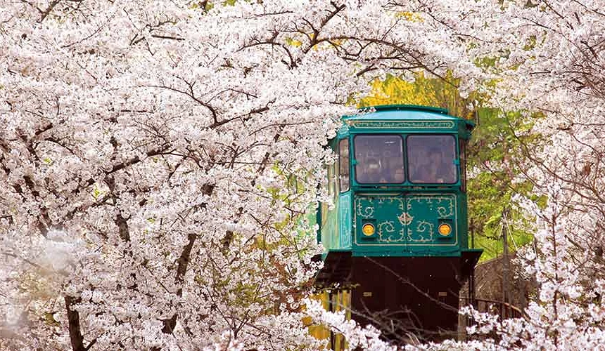 船岡城址公園纜車行經櫻花林畫面,滿開櫻花包圍綠色纜車的春季景色