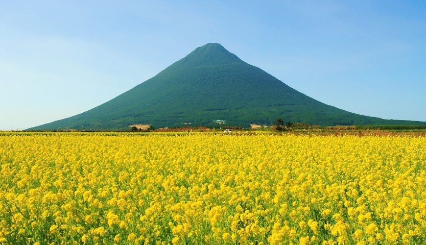 薩摩富士開聞岳油菜花田