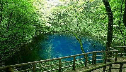 青森县青池的池水散发出碧蓝色
