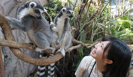 日本關東栃木縣那須市旅遊必去景點推薦那須動物王國女孩與動物近距離接觸