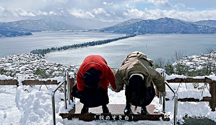 两个人正在从胯下观看天桥立