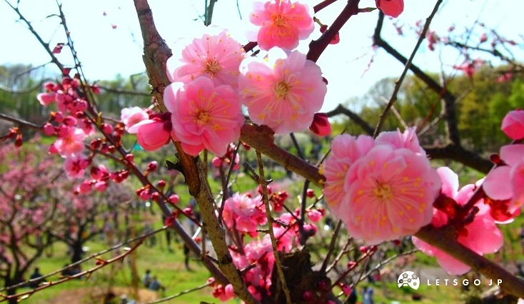 盛開的梅花