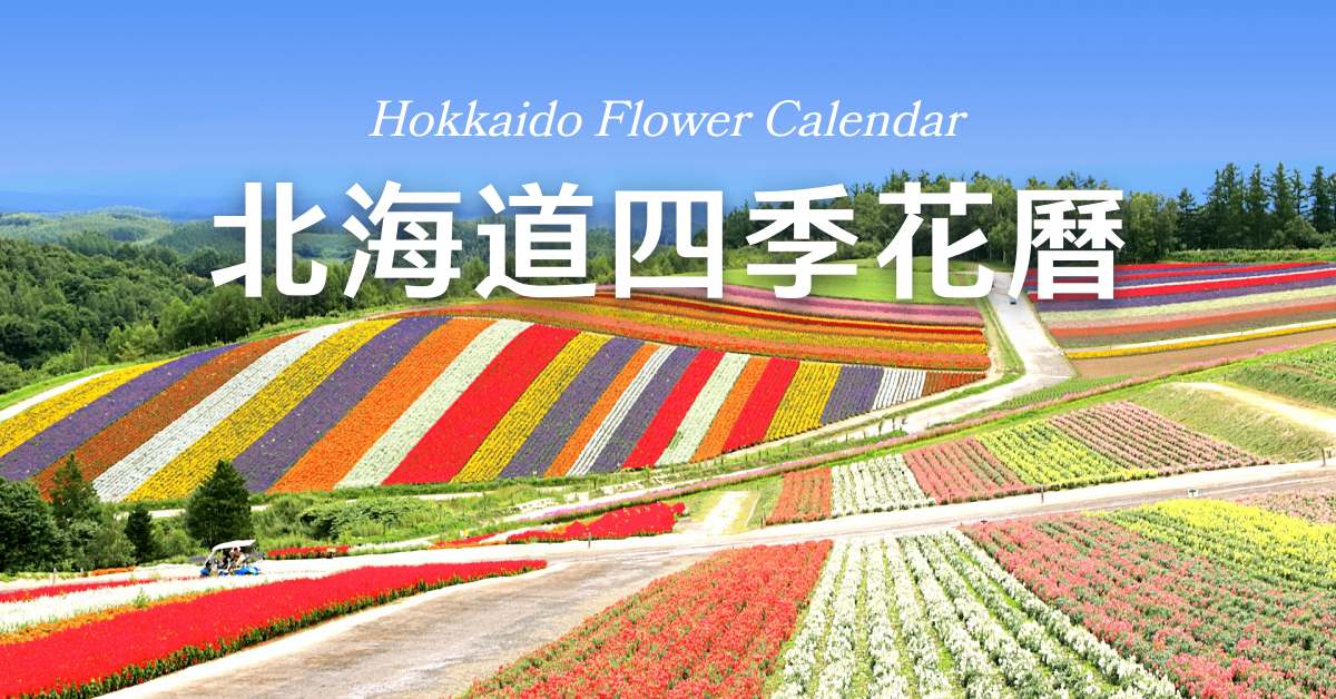 永久保存版 北海道四季花曆 薰衣草花期 花海觀賞季節一次告訴你 樂吃購 日本