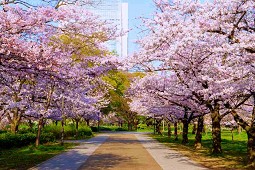 12 จุดชมซากุระโอซาก้า 2025 - อุโมงค์ซากุระ สำนักงานเหรียญกษาปณ์ ปราสาทโอซาก้า