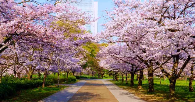 大阪櫻花景點推薦：造幣局櫻花隧道、大阪城夜櫻，3月賞櫻景點看這篇！ 的縮圖