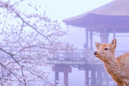 แนะนำจุดชมซากุระในนารา! สถานที่ยอดนิยมที่สุดคือ ภูเขาโยชิโนะ สวนนารา และถนนเลียบแม่น้ำซาโฮะ!