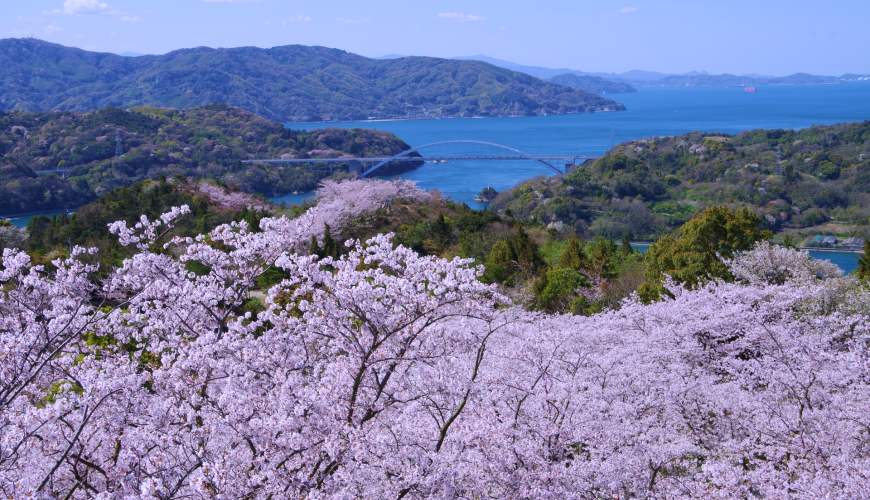 2026四國櫻花景點38選：高松賞櫻推栗林公園、德島江戶彼岸櫻點燈超震撼