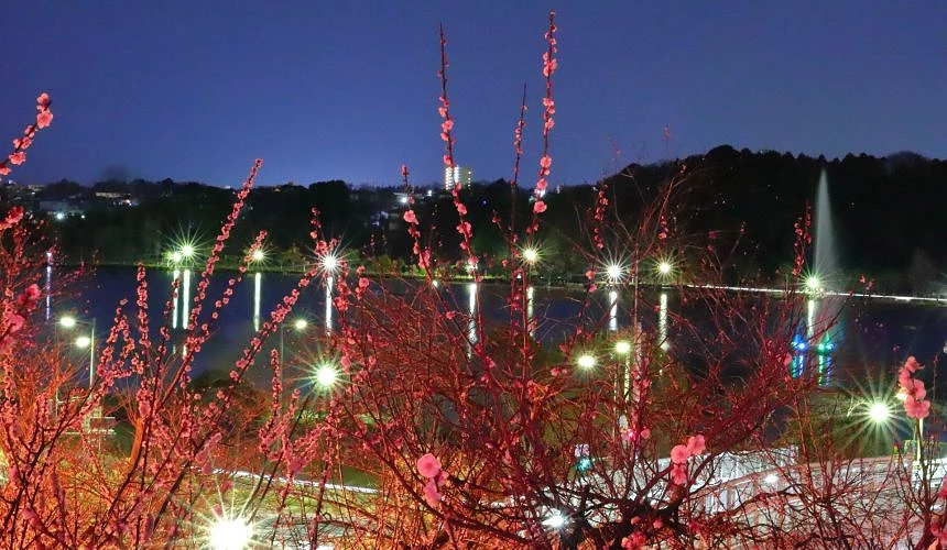 夜晚燈光下盛開的梅花