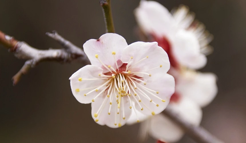 豐後系梅花一谷