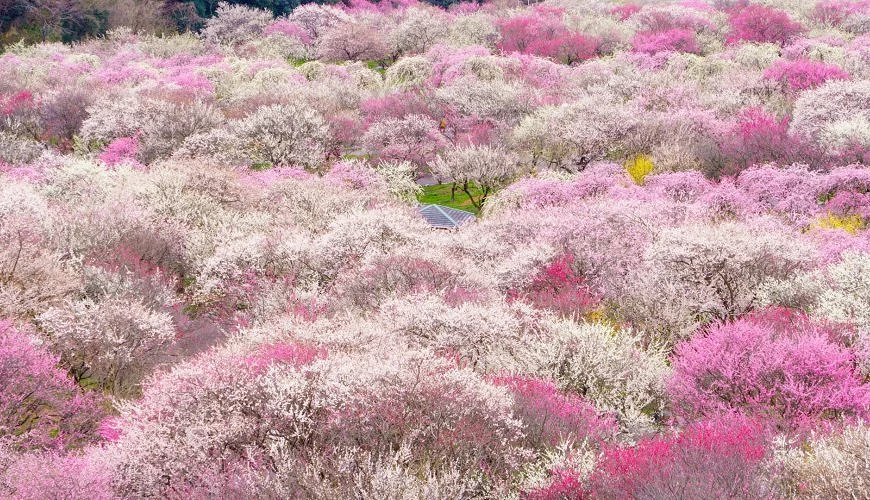 三重縣「員辨市農業公園」的梅花海