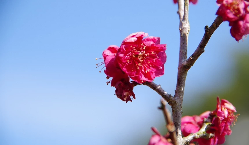 緋梅系梅花鹿兒島紅