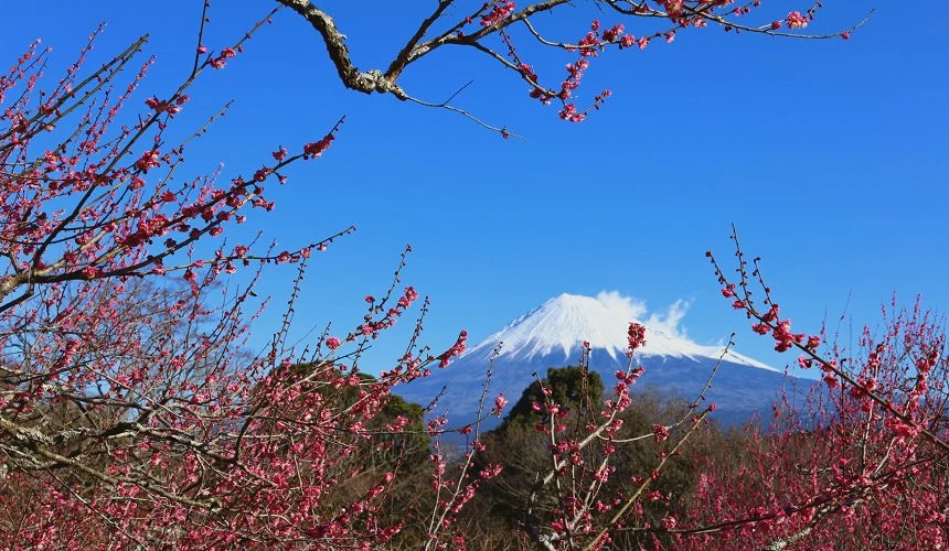 梅花與富士山