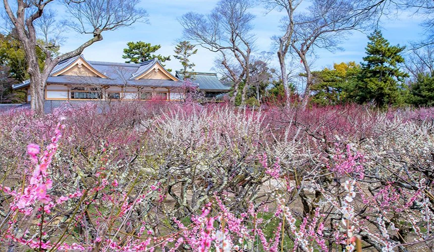 北野天滿宮與梅花