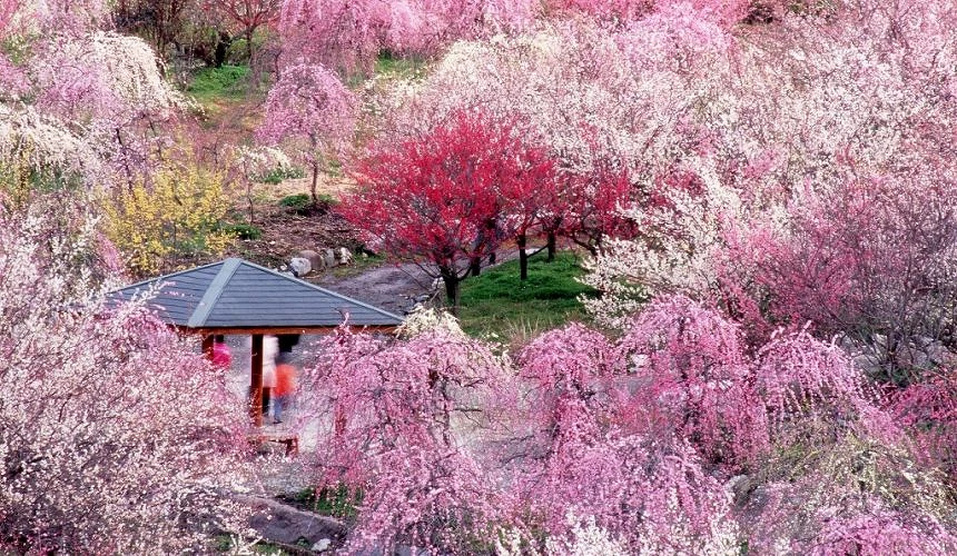 員辨市農業公園盛開的梅花