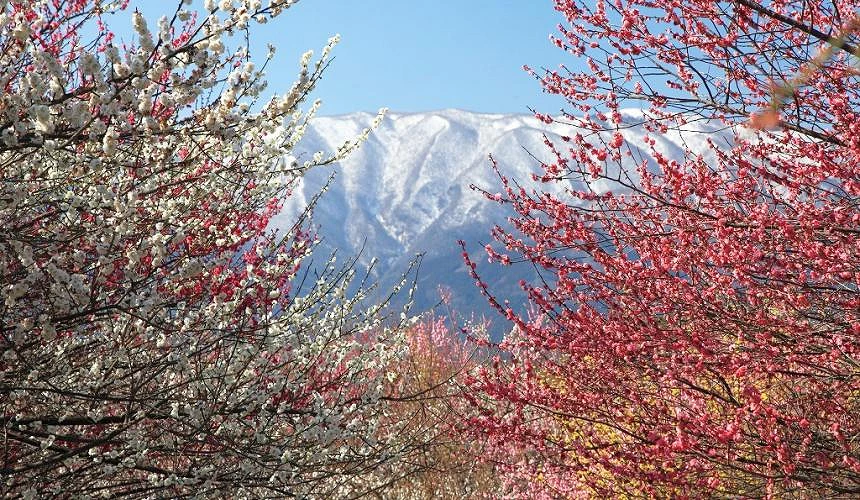 白梅花與粉梅花相間