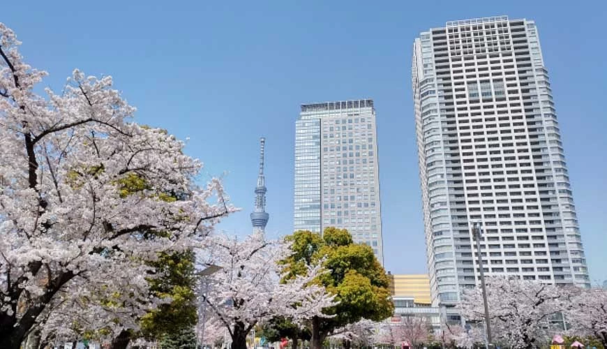 盛開的櫻花及晴空塔、周邊大樓