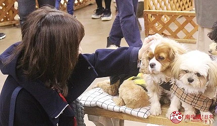 遊客近距離接觸可愛貓狗