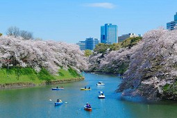 2026东京樱花景点：新宿御苑、上野公园、目黑川必看【关东赏樱30选】