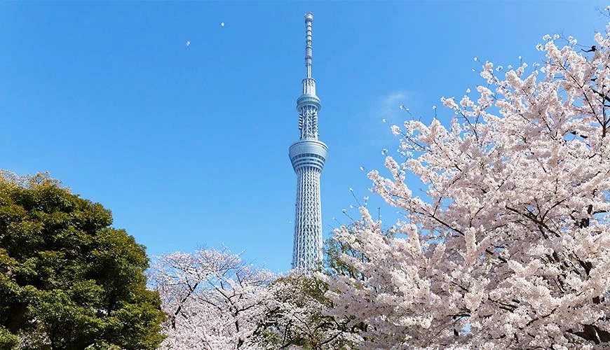 晴空塔與盛開的櫻花樹