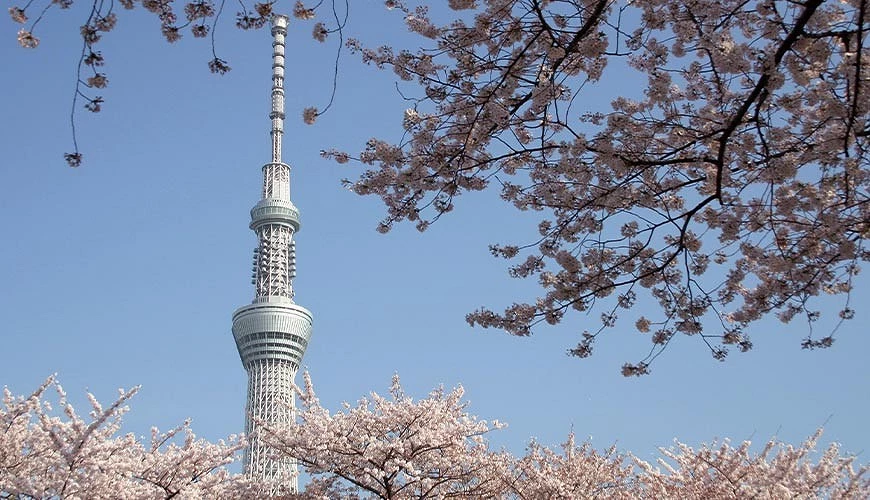 晴空塔及藍天下盛開的櫻花