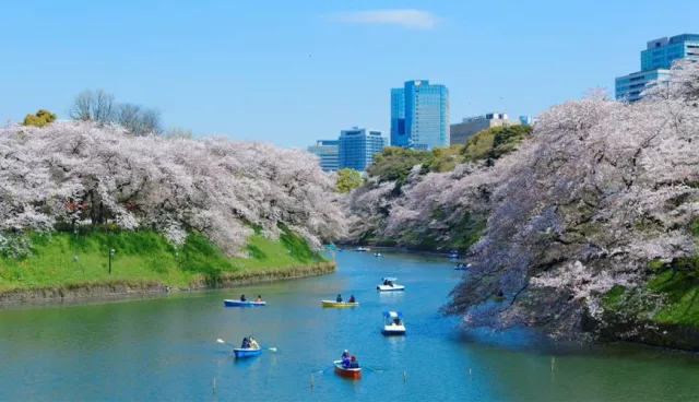 2026東京櫻花景點：新宿御苑、上野公園、目黑川必看【關東賞櫻30選】