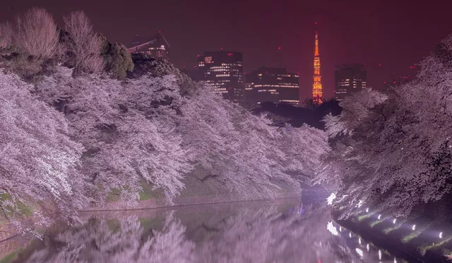 2026东京樱花景点：新宿御苑、上野公园、目黑川必看【关东赏樱29选】